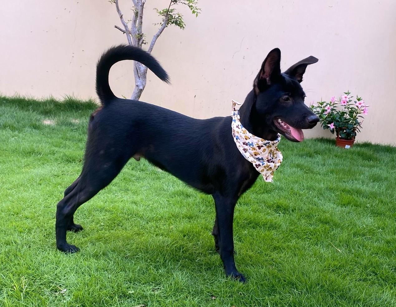 Enlarge Oliver, a Adopted mixed breed in San Mateo, CA image 2/6