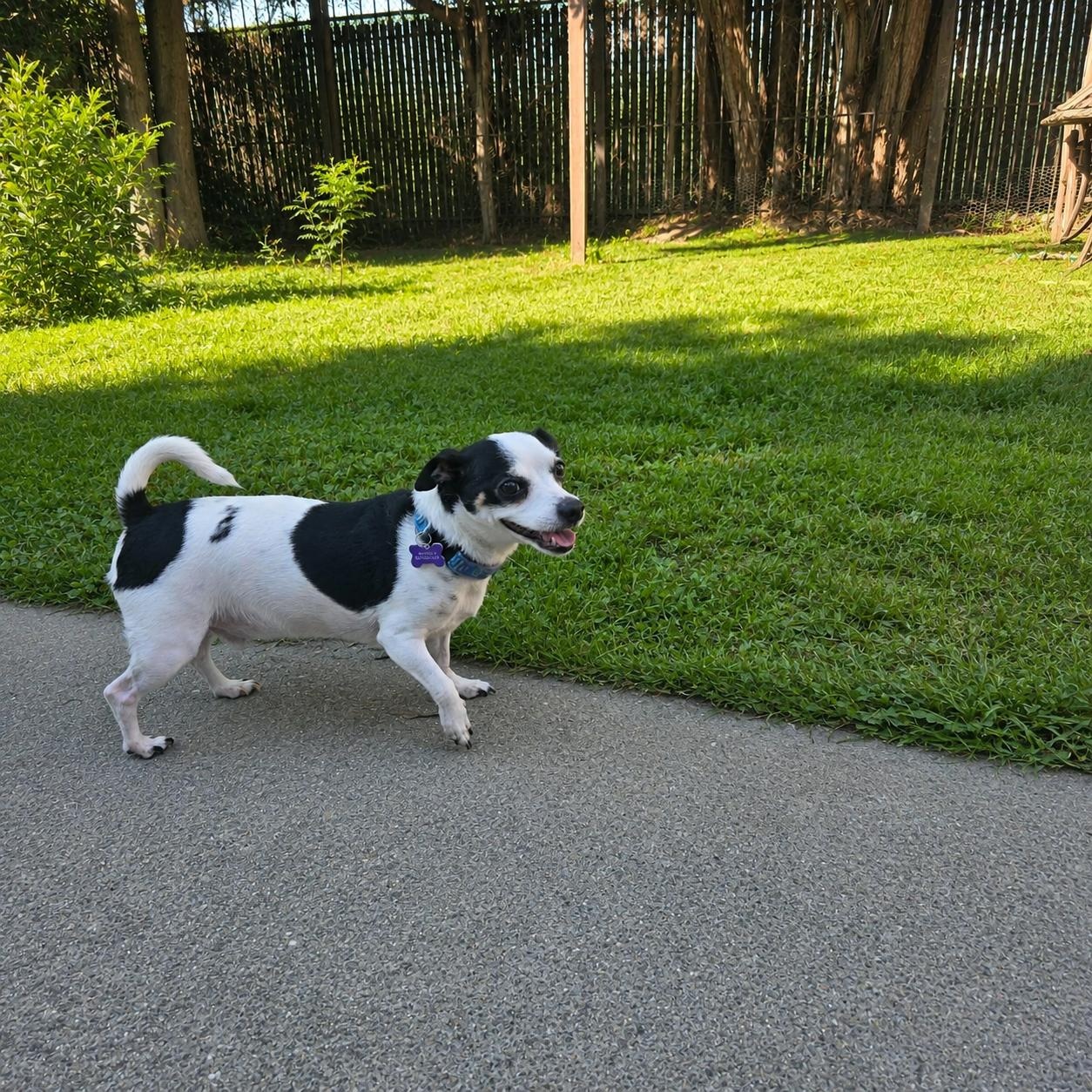Enlarge Dotty, a Adoptable mixed breed in Livermore, CA image 3/6