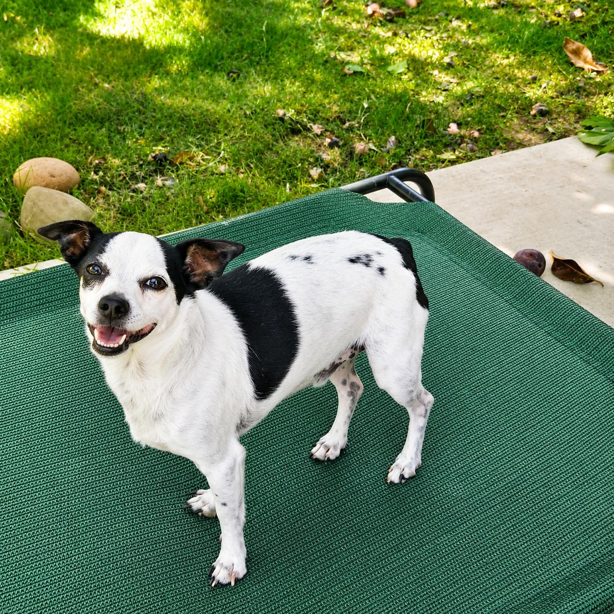 Dotty, Adoptable, Adult Male Jack Russell Terrier & Chihuahua.