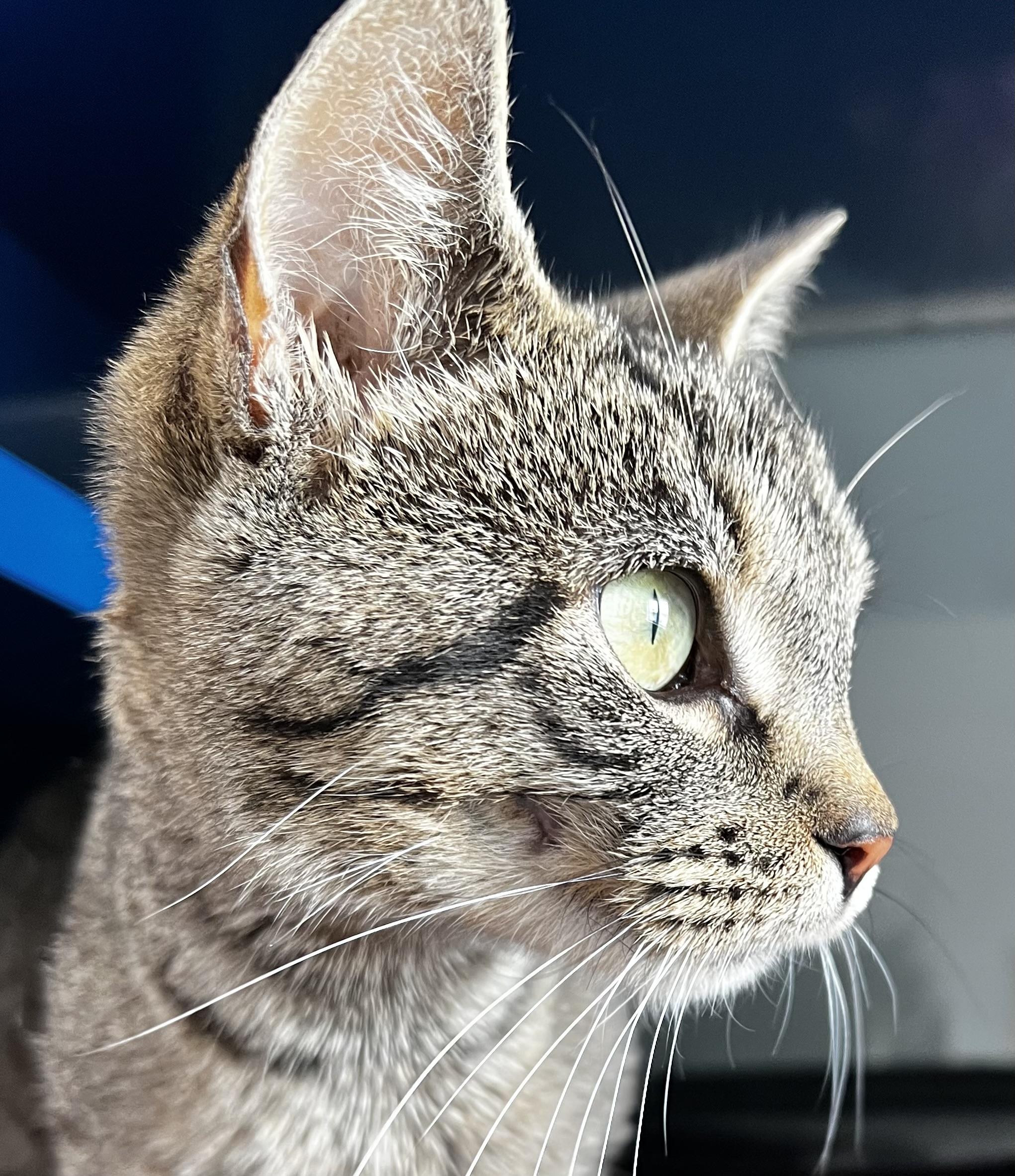 Clover, an adoptable Domestic Short Hair in Sault Sainte Marie, MI, 49783 | Photo Image 4