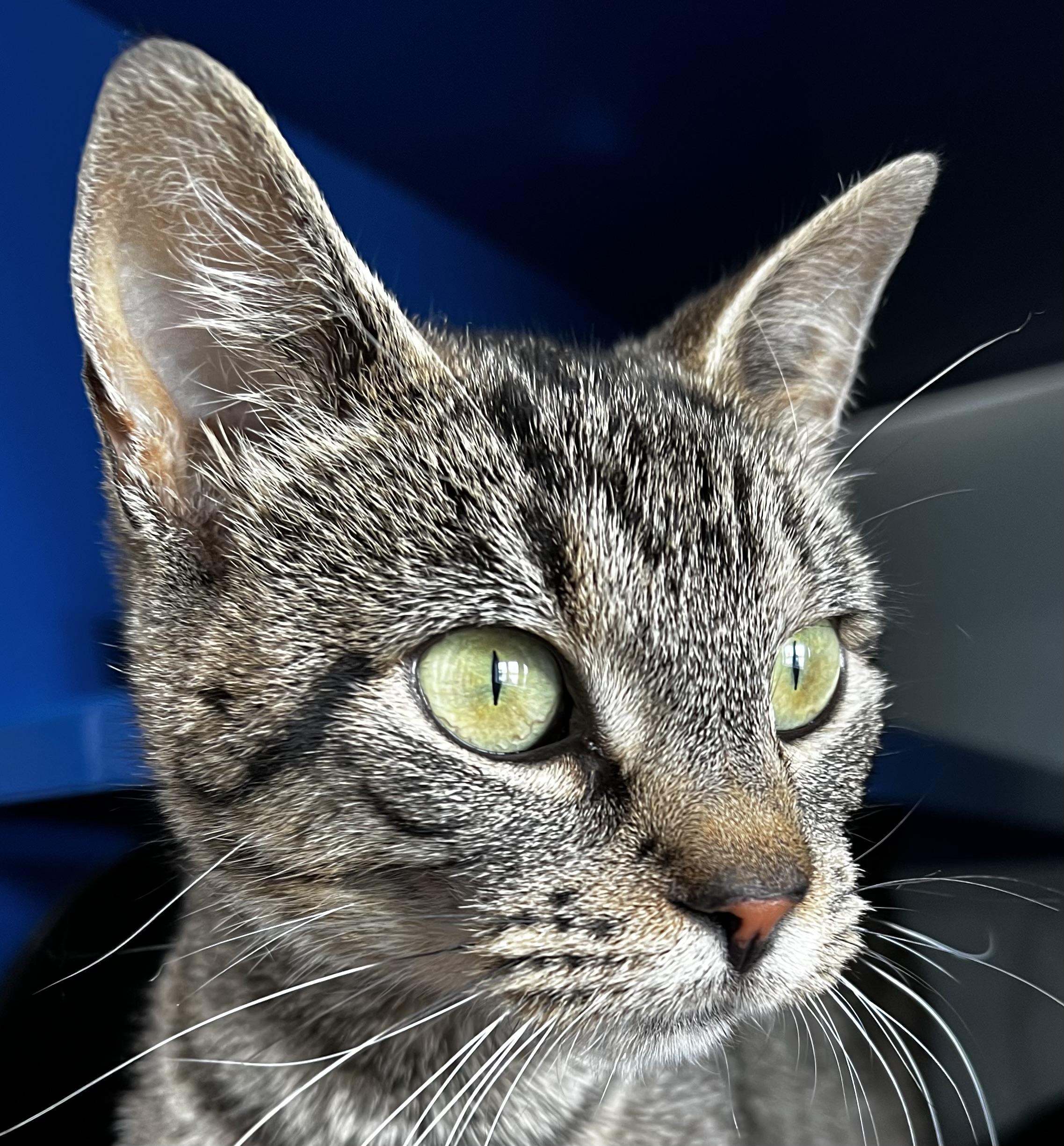 Clover, an adoptable Domestic Short Hair in Sault Sainte Marie, MI, 49783 | Photo Image 1