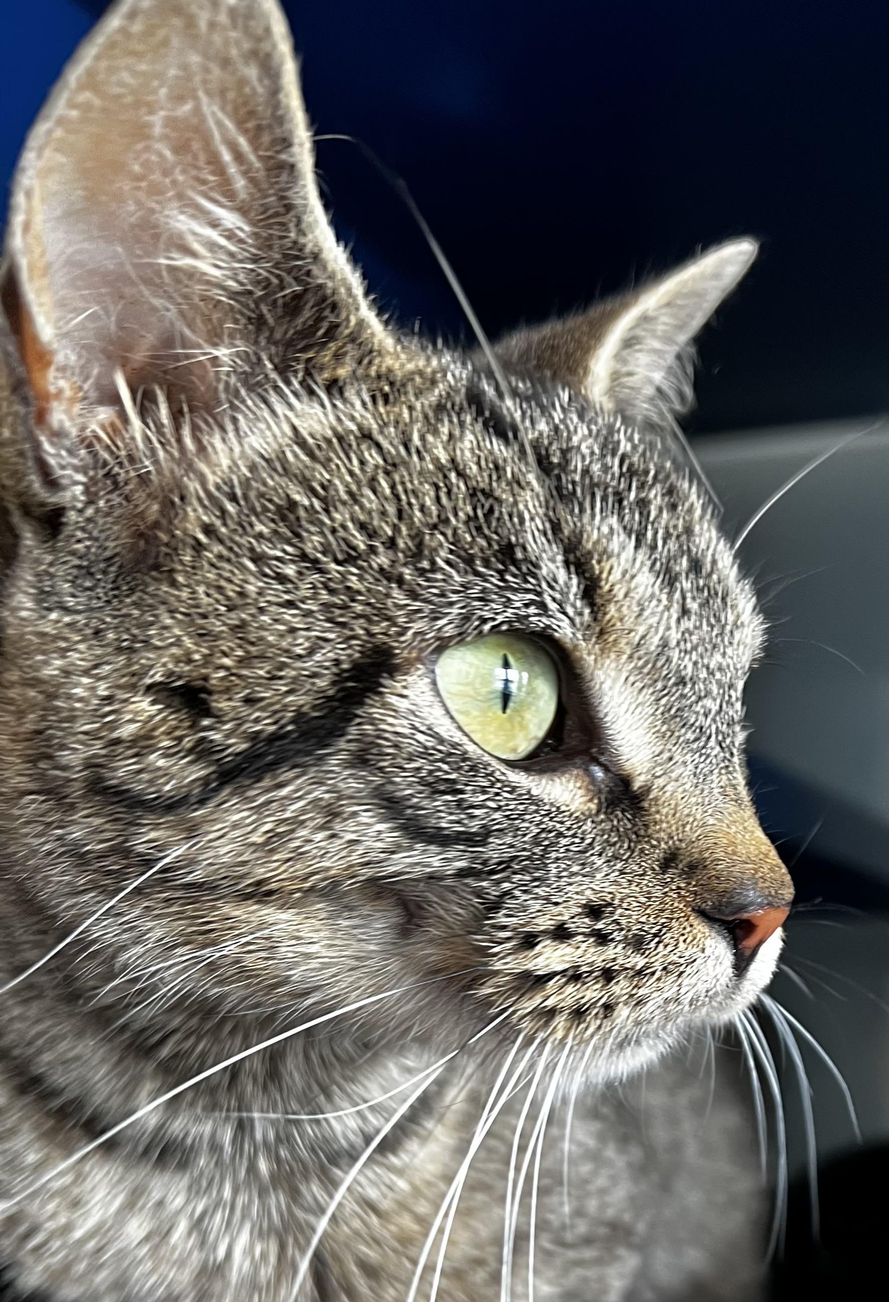 Clover, an adoptable Domestic Short Hair in Sault Sainte Marie, MI, 49783 | Photo Image 2