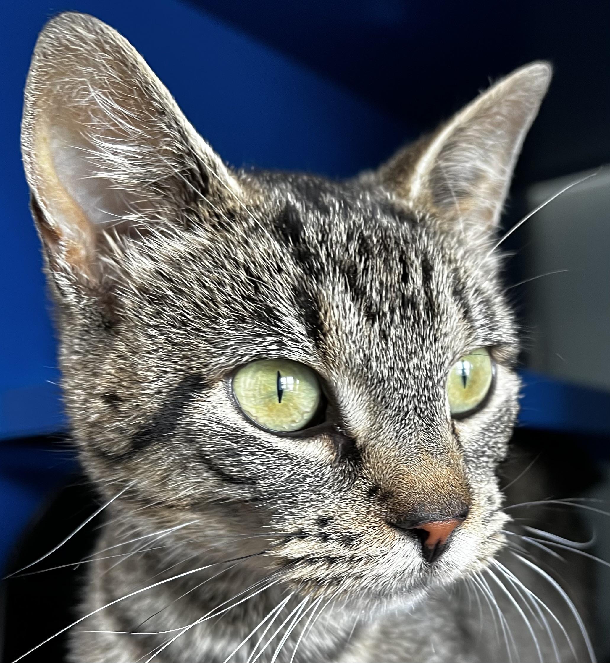 Clover, an adoptable Domestic Short Hair in Sault Sainte Marie, MI, 49783 | Photo Image 3