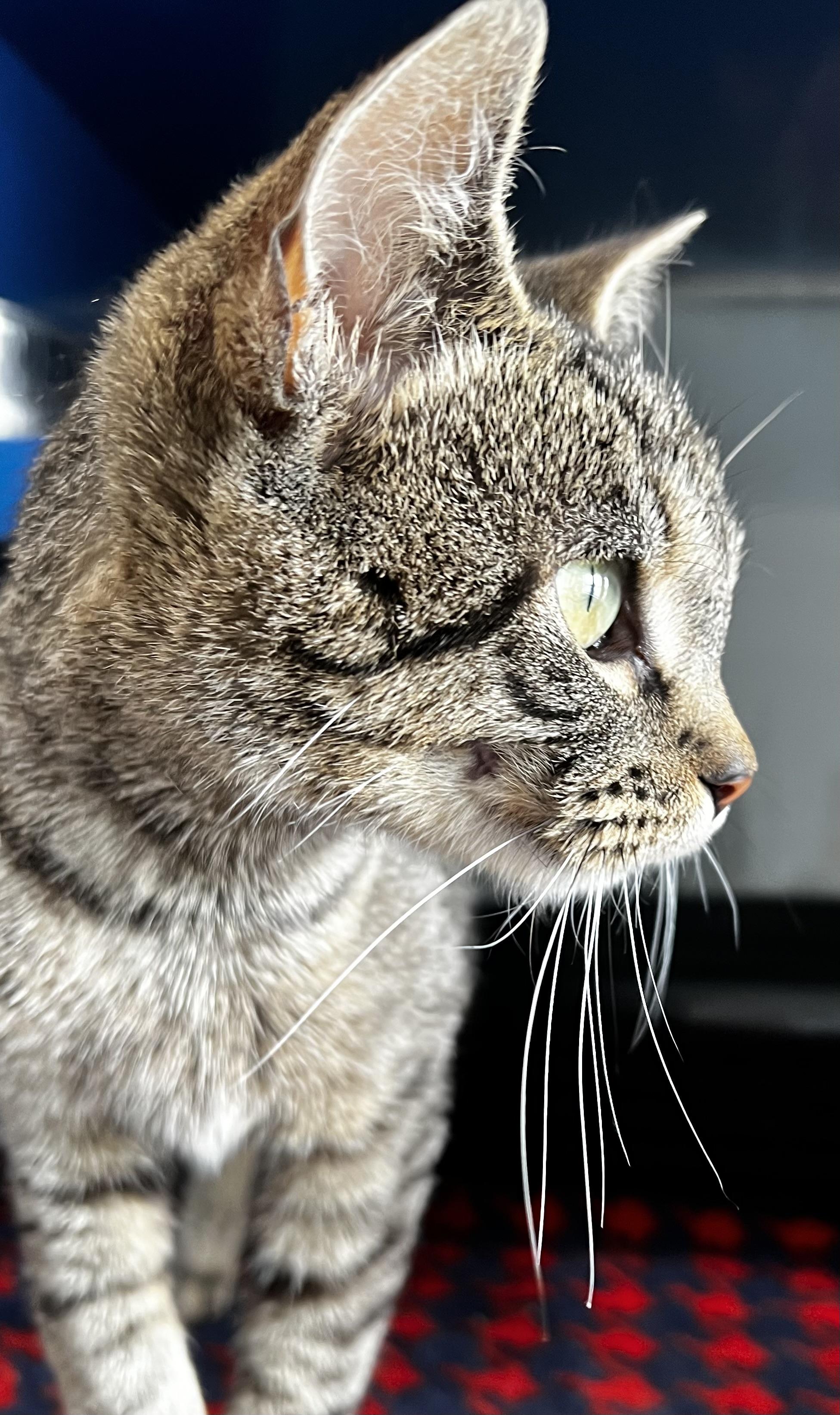 Clover, an adoptable Domestic Short Hair in Sault Sainte Marie, MI, 49783 | Photo Image 5