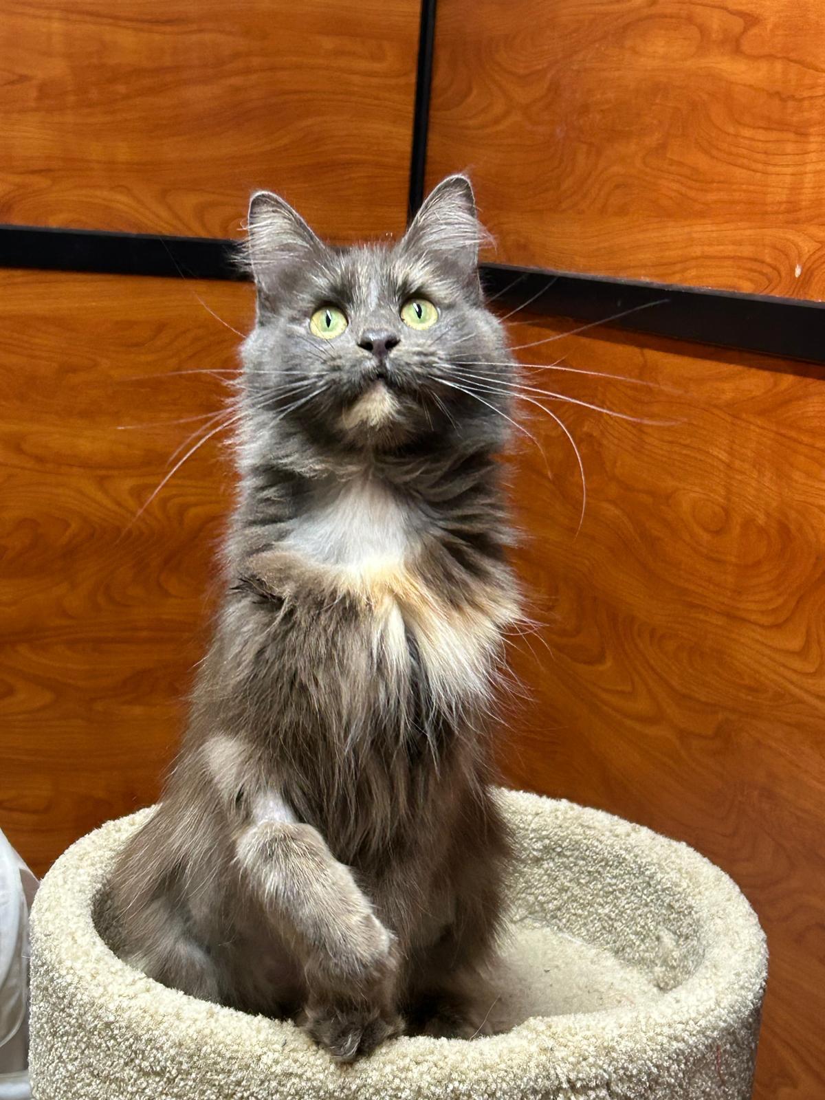 Enlarge Lily, an adoptable mixed breed in BURNABY, BC image 1/1