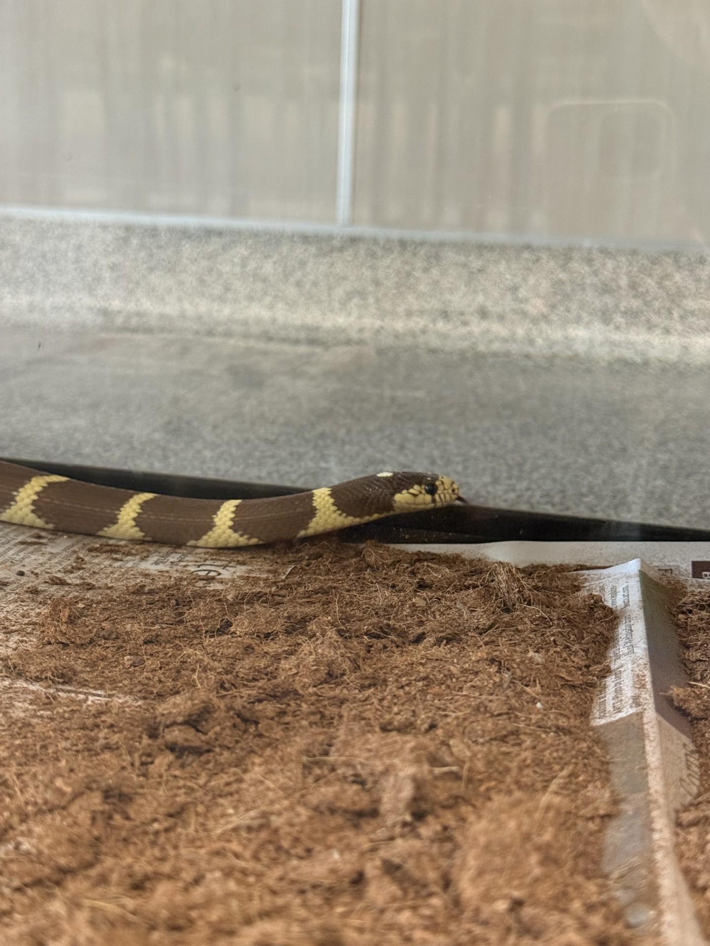 Enlarge Medusa, an adopted King / Milk in Hamilton, MT image 3/3