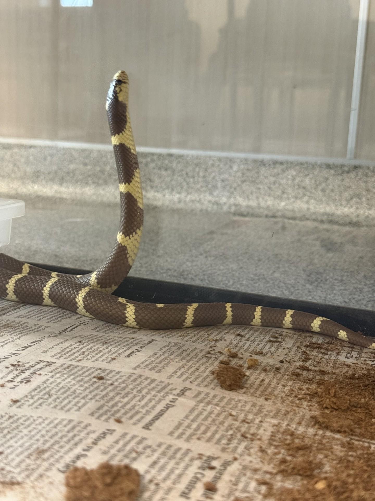 Enlarge Medusa, an adopted King / Milk in Hamilton, MT image 1/3