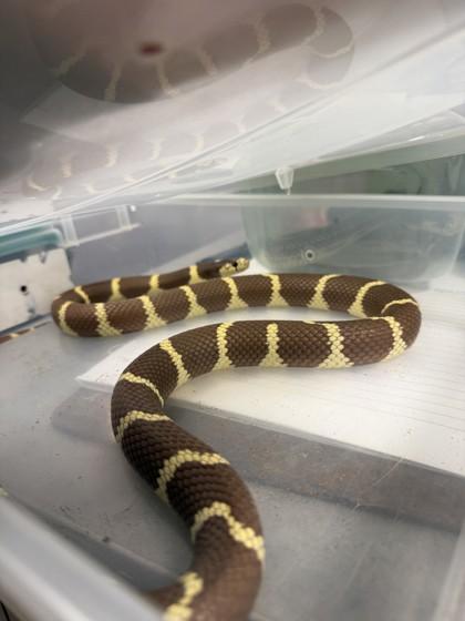 Enlarge Medusa, an adopted King / Milk in Hamilton, MT image 2/3