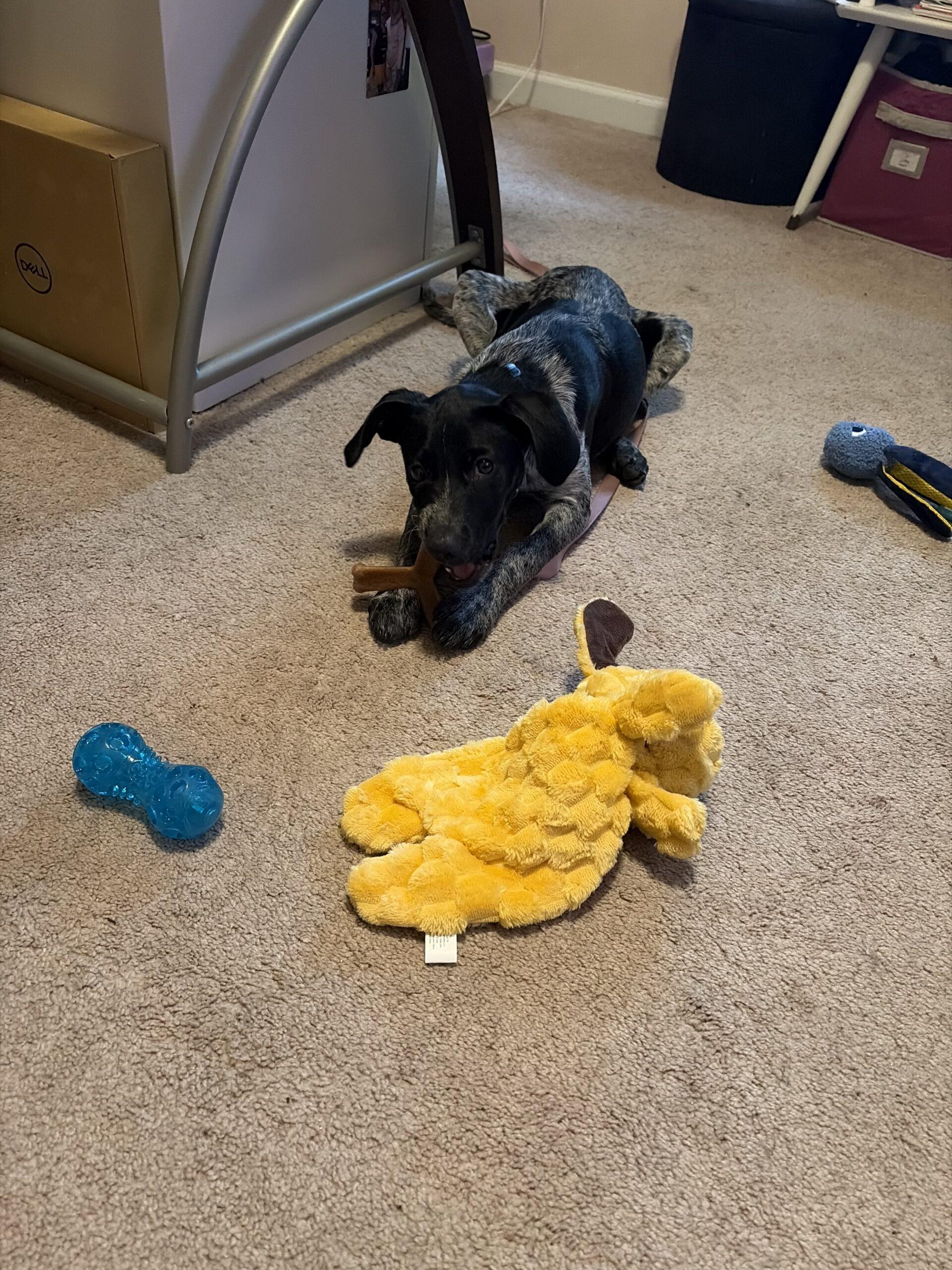 Enlarge Bindi, a Adoptable German Shorthaired Pointer in Christiansburg, VA image 1/6