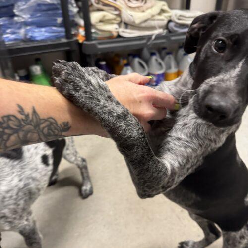 Bindi, Adoptable, Puppy Female German Shorthaired Pointer.