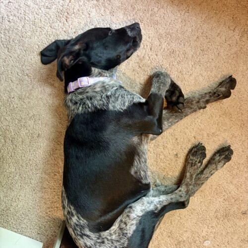 Enlarge Bindi, a Adoptable German Shorthaired Pointer in Christiansburg, VA image 3/6