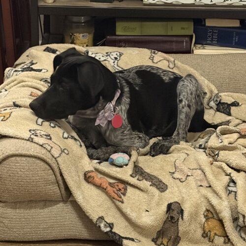 Enlarge Bindi, a Adoptable German Shorthaired Pointer in Christiansburg, VA image 4/6