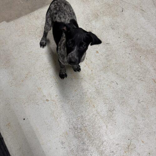 Enlarge Bindi, a Adoptable German Shorthaired Pointer in Christiansburg, VA image 5/6