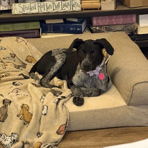 Enlarge Bindi, a Adoptable German Shorthaired Pointer in Christiansburg, VA image 6/6