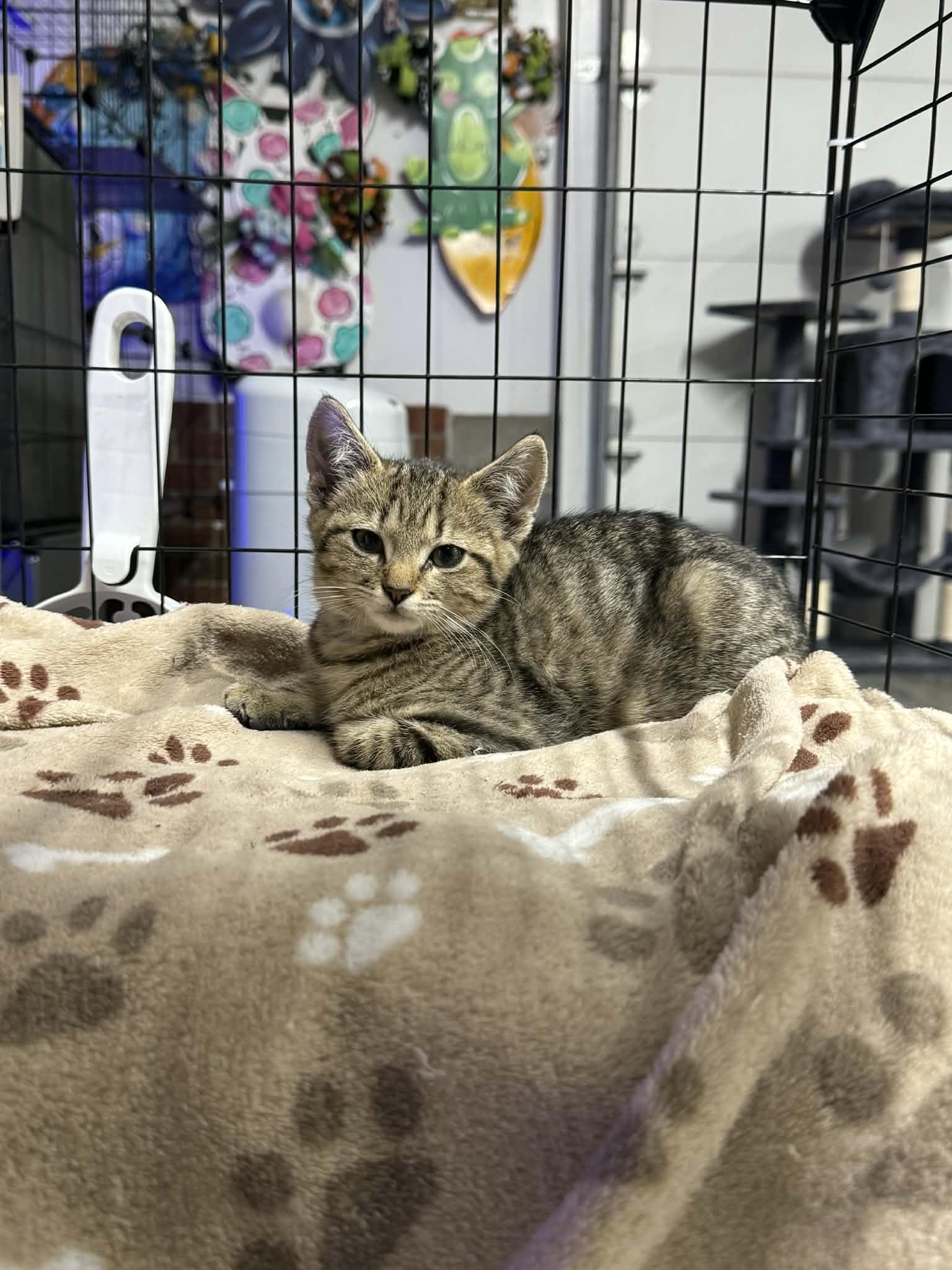 Sunny, ADOPTABLE, Young Male Domestic Short Hair.