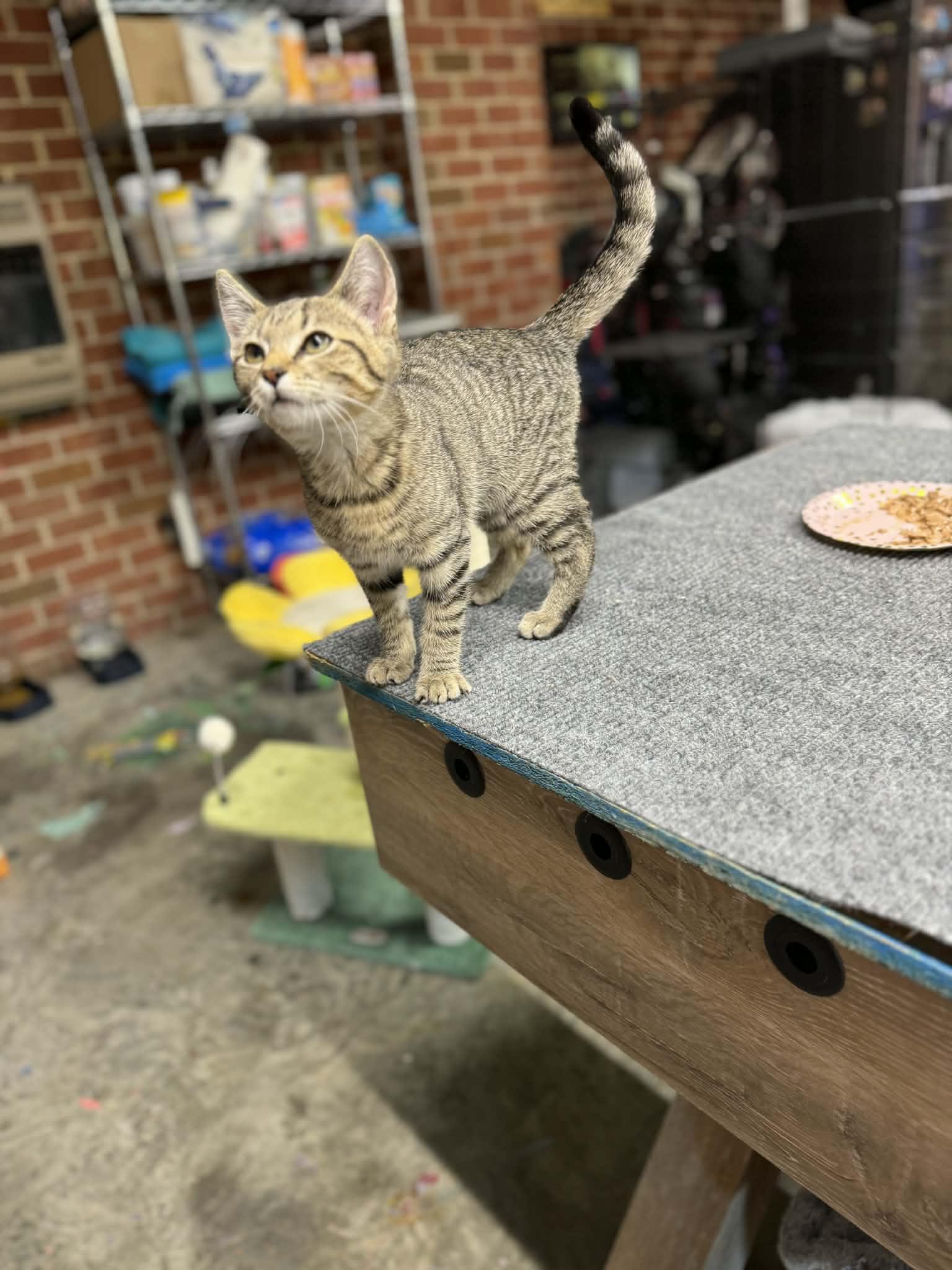 Enlarge Sunny, a ADOPTABLE Domestic Short Hair in Lumberton, NC image 2/4