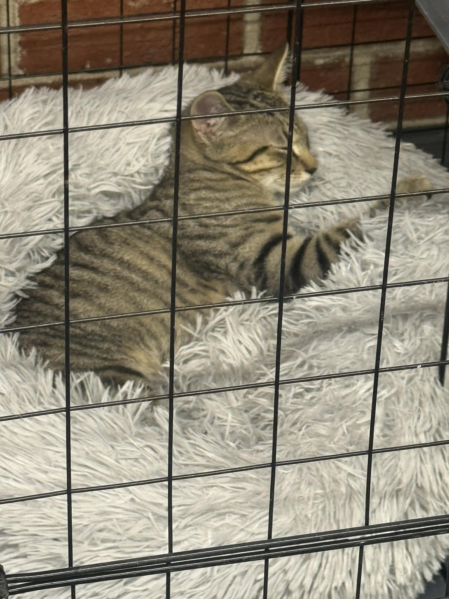 Enlarge Sunny, a ADOPTABLE Domestic Short Hair in Lumberton, NC image 4/4