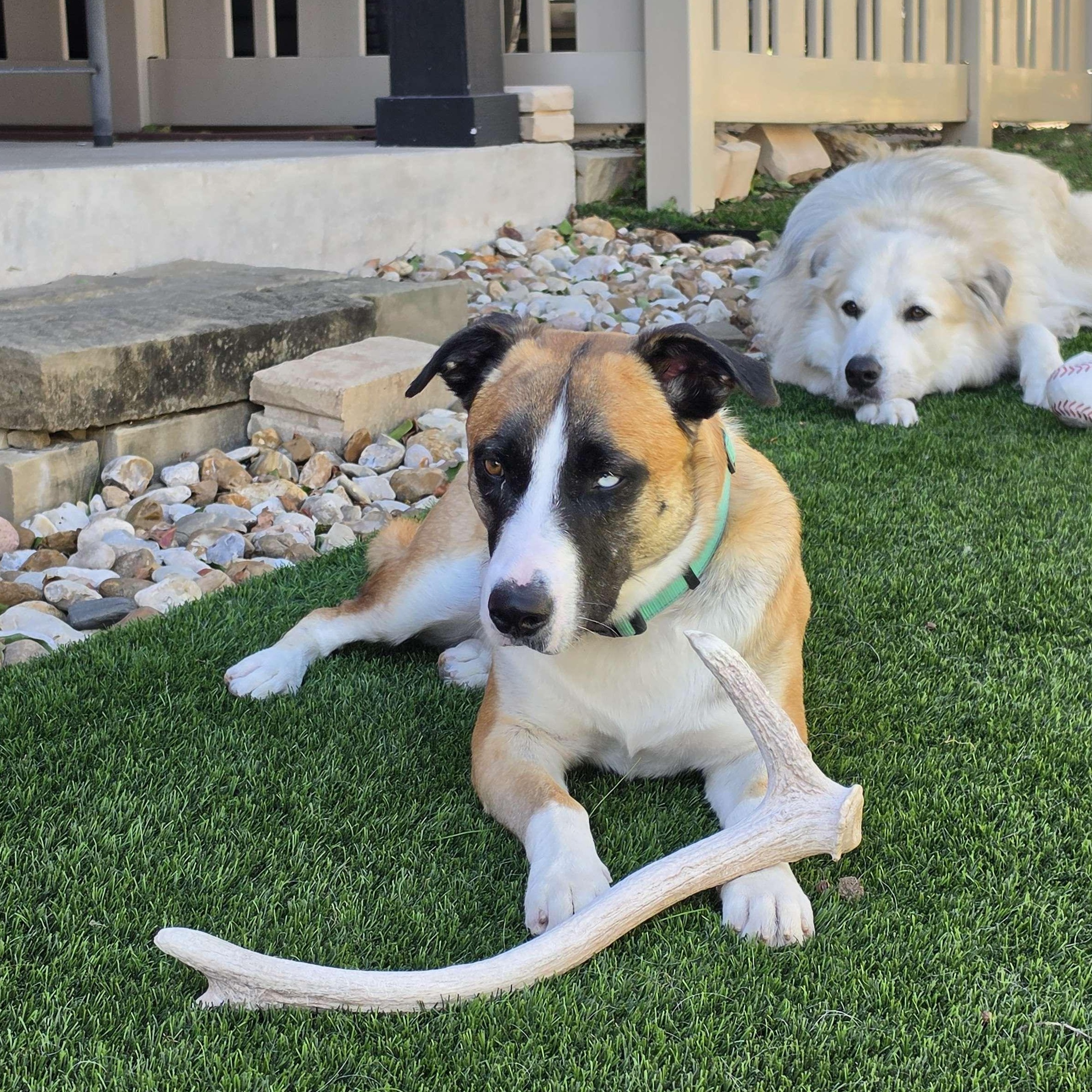 Enlarge Odin, a Adoptable mixed breed in Austin, TX image 6/6