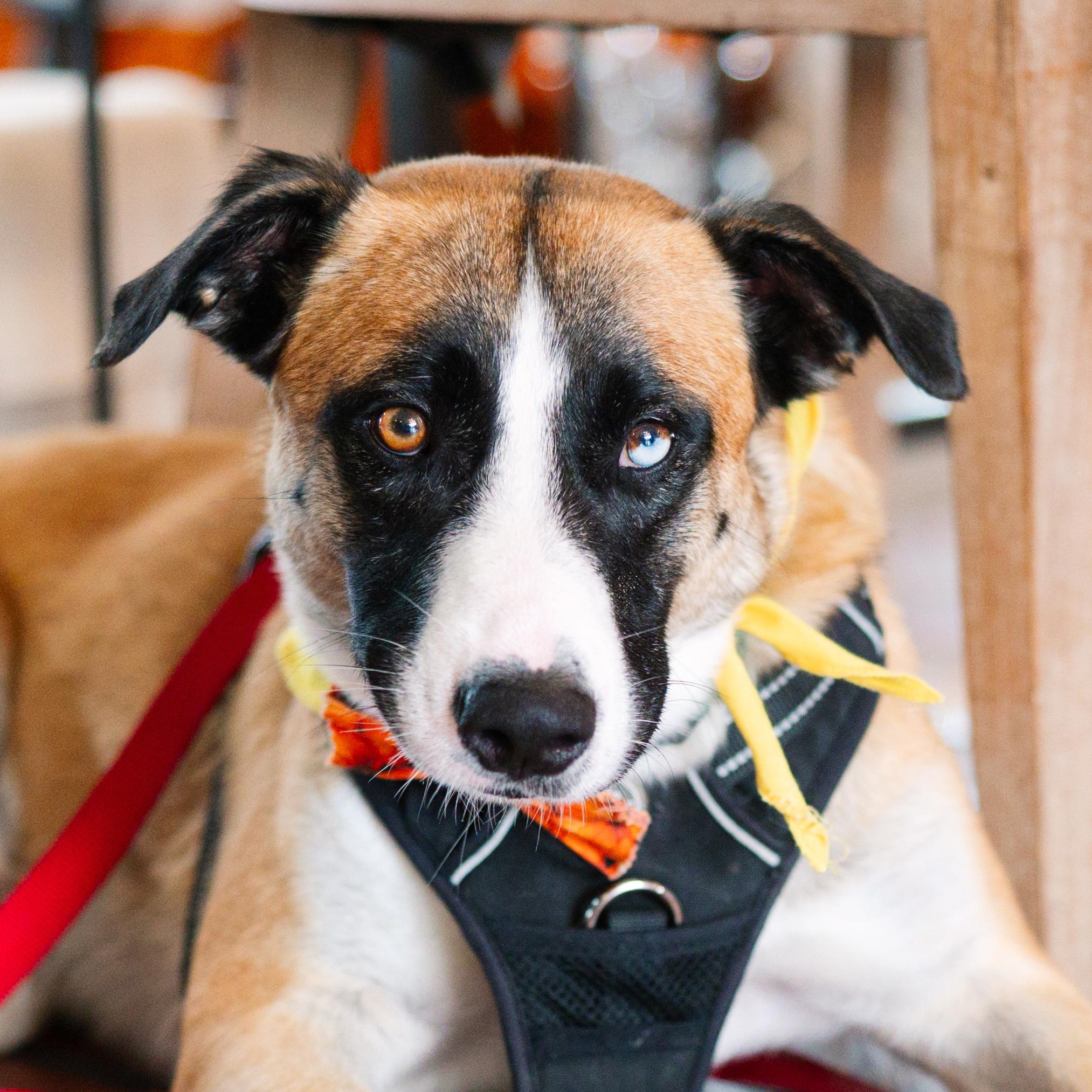 Enlarge Odin, a Adoptable mixed breed in Austin, TX image 1/6