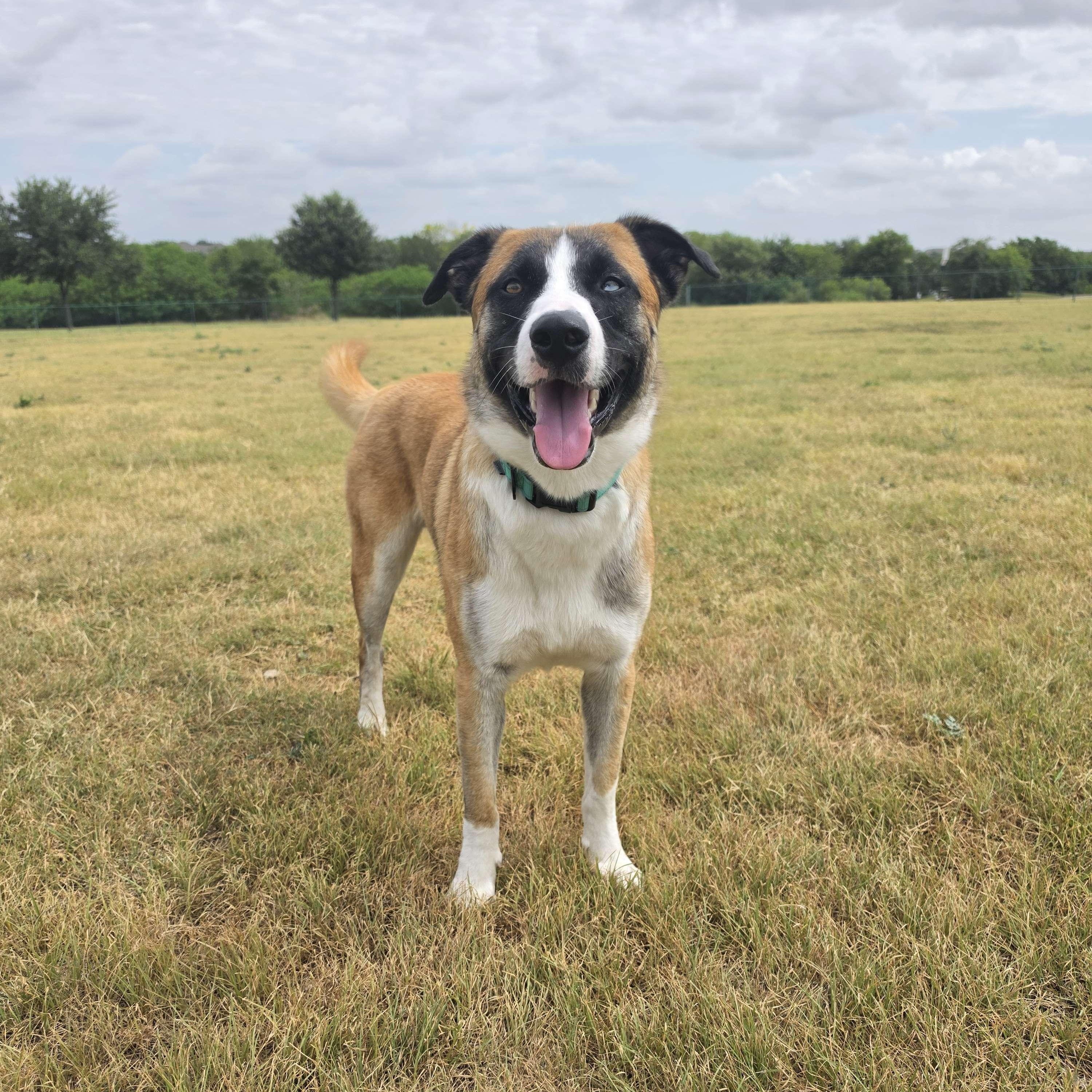 Enlarge Odin, a Adoptable mixed breed in Austin, TX image 4/6