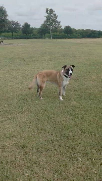 Enlarge Odin, a Adoptable mixed breed in Austin, TX video 5/6
