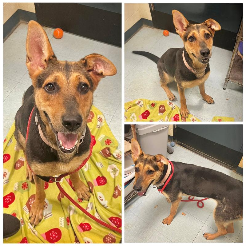 Foxy, ADOPTABLE, Adult Female German Shepherd Dog.