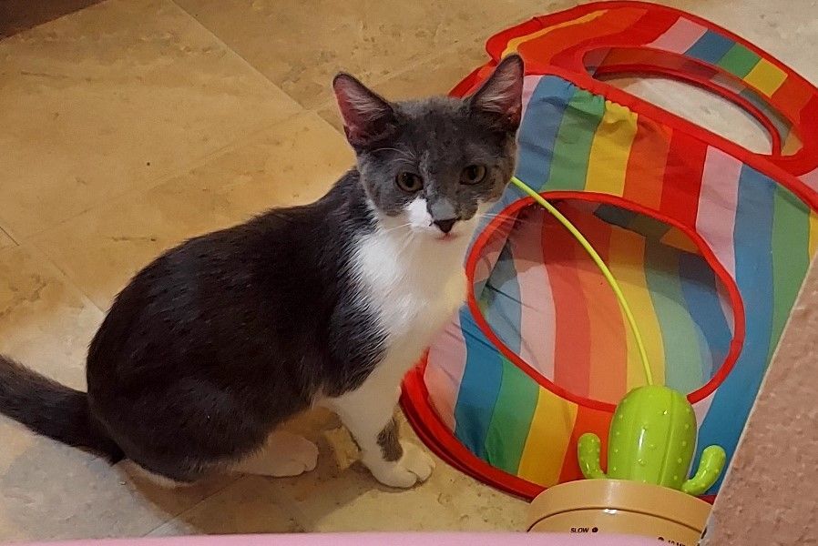 Enlarge Jaime, a Adoptable mixed breed in Pasadena, CA image 1/1