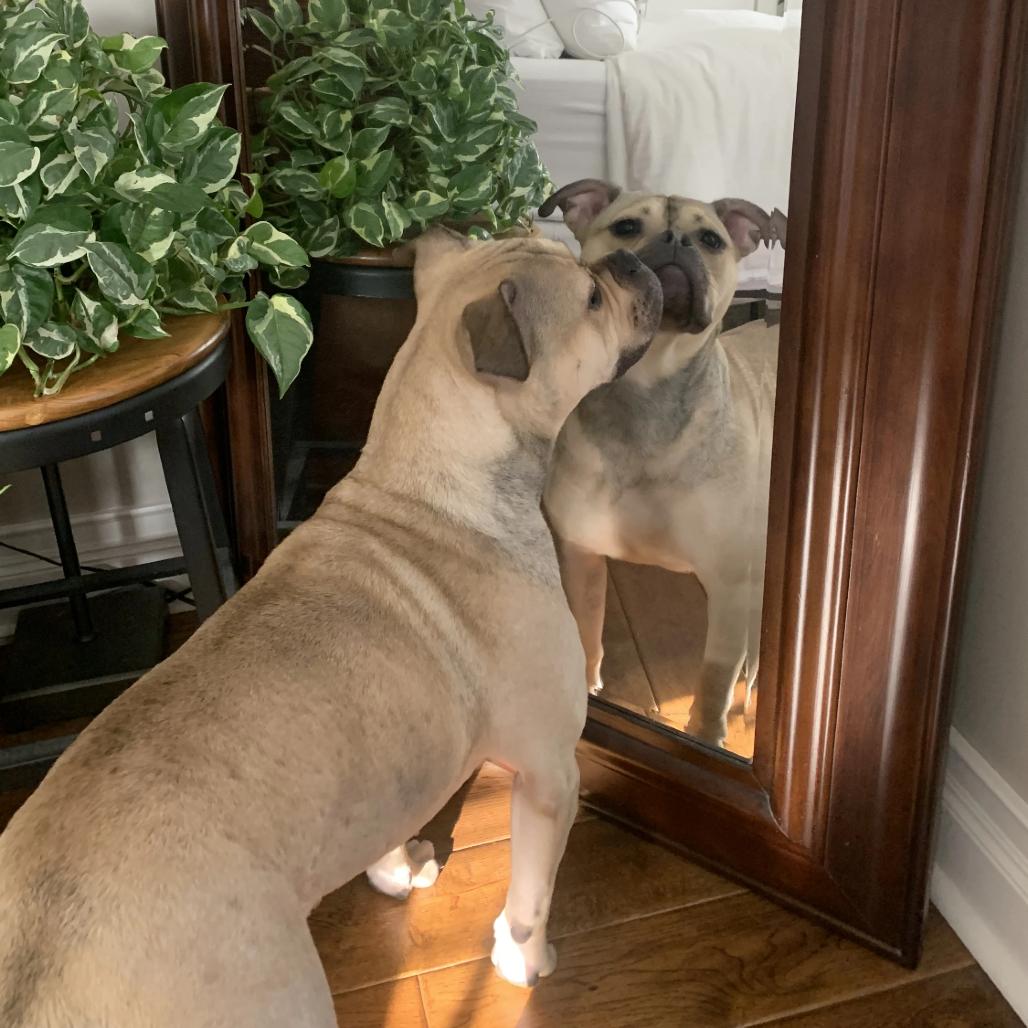 Enlarge Honey Bunny, a Adoptable Mixed Breed in Hinsdale, IL image 1/5