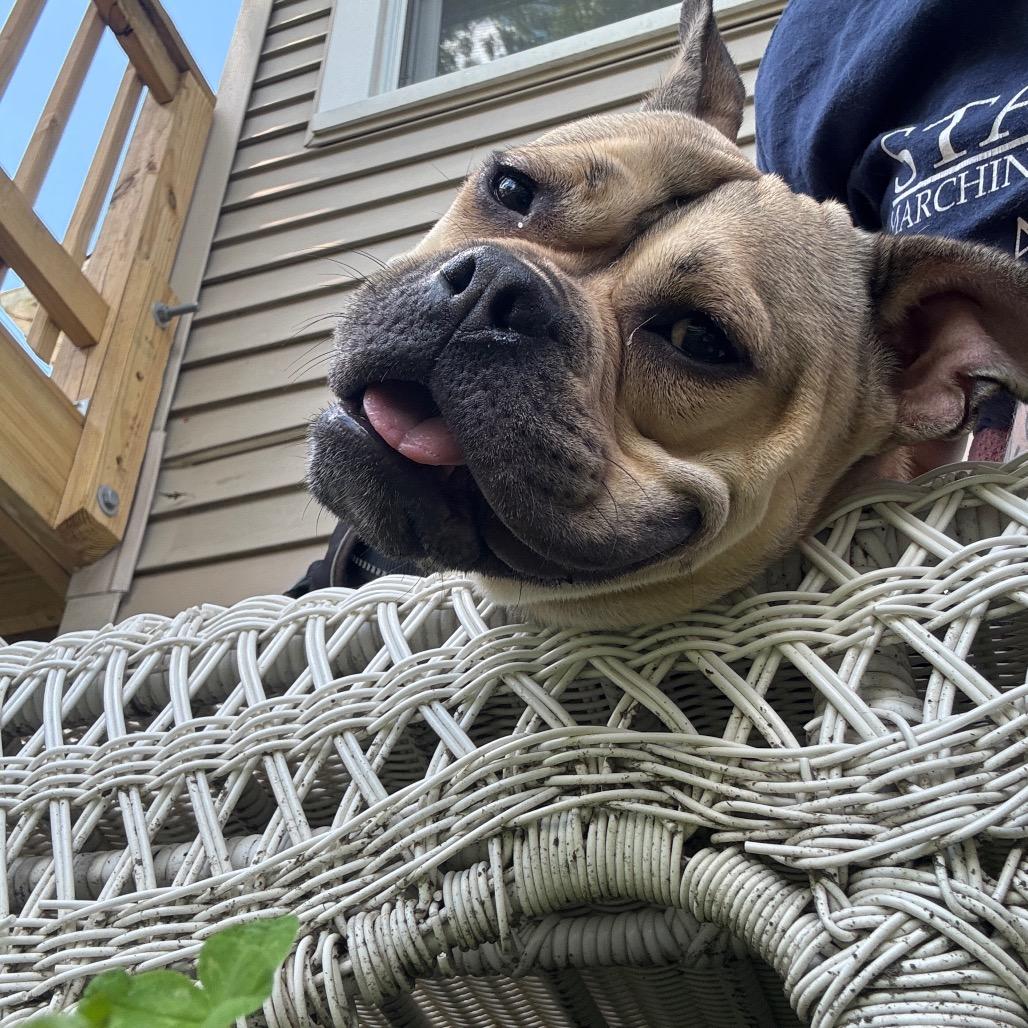 Honey Bunny, a Adoptable Mixed Breed in Hinsdale, IL image 1/6