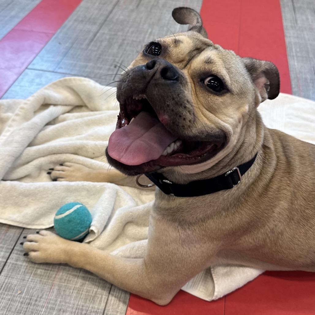 Enlarge Honey Bunny, a Adoptable Mixed Breed in Hinsdale, IL image 2/6