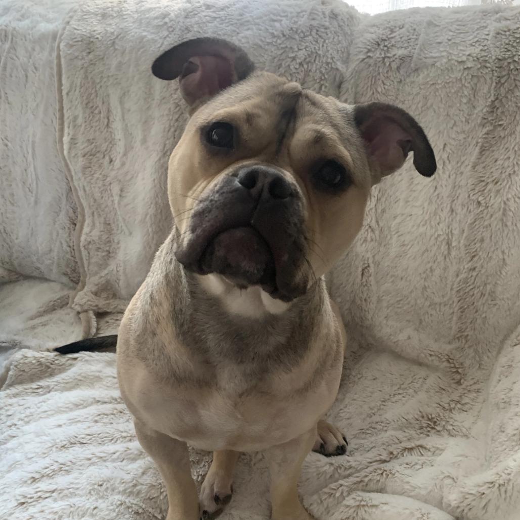 Honey Bunny, Adoptable, Adult Female Mixed Breed.
