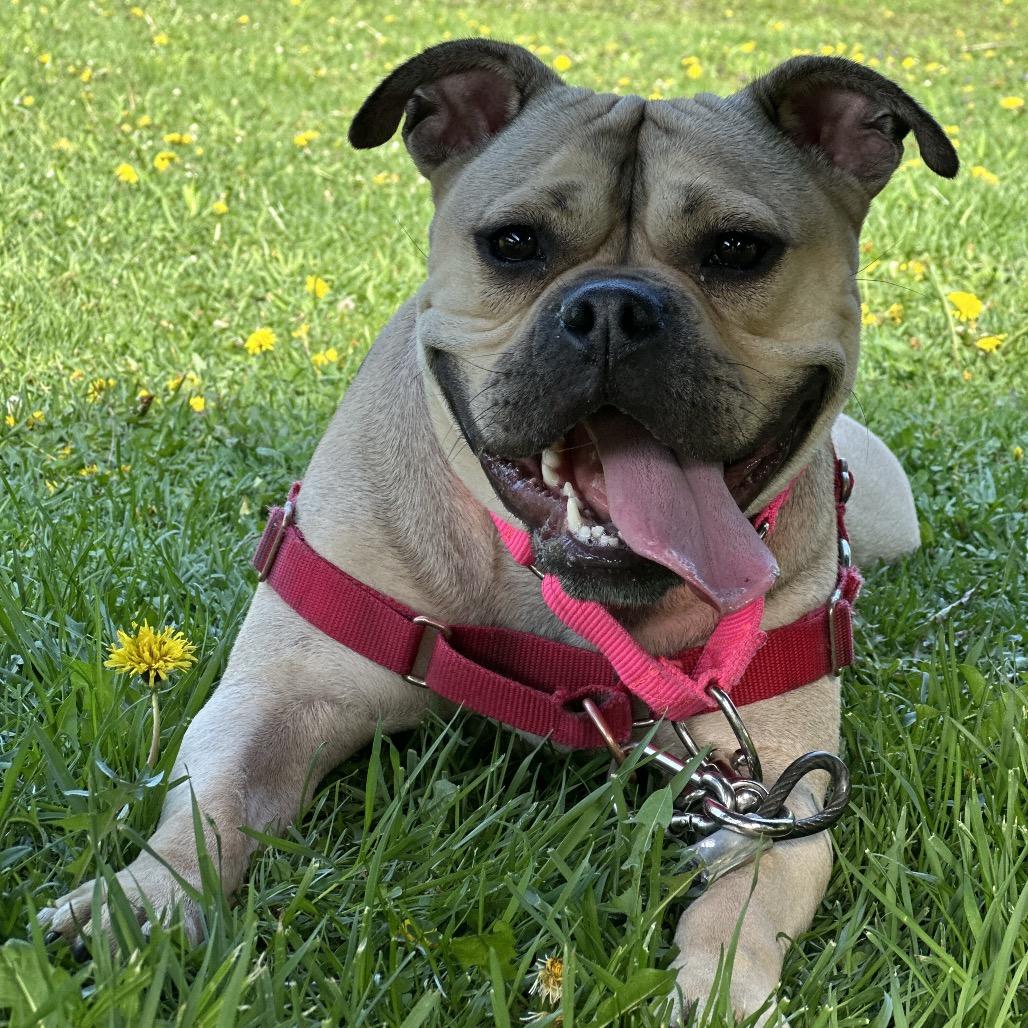 Honey Bunny, a Adoptable Mixed Breed in Hinsdale, IL image 4/6