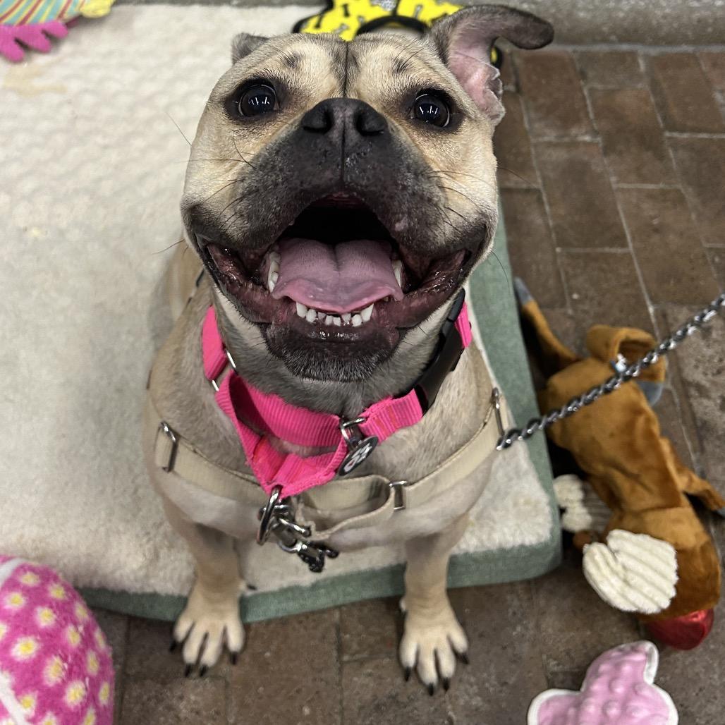 Honey Bunny, a Adoptable Mixed Breed in Hinsdale, IL image 2/5