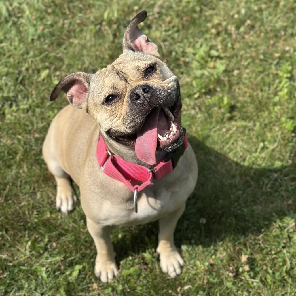 Enlarge Honey Bunny, a Adoptable Mixed Breed in Hinsdale, IL image 3/6