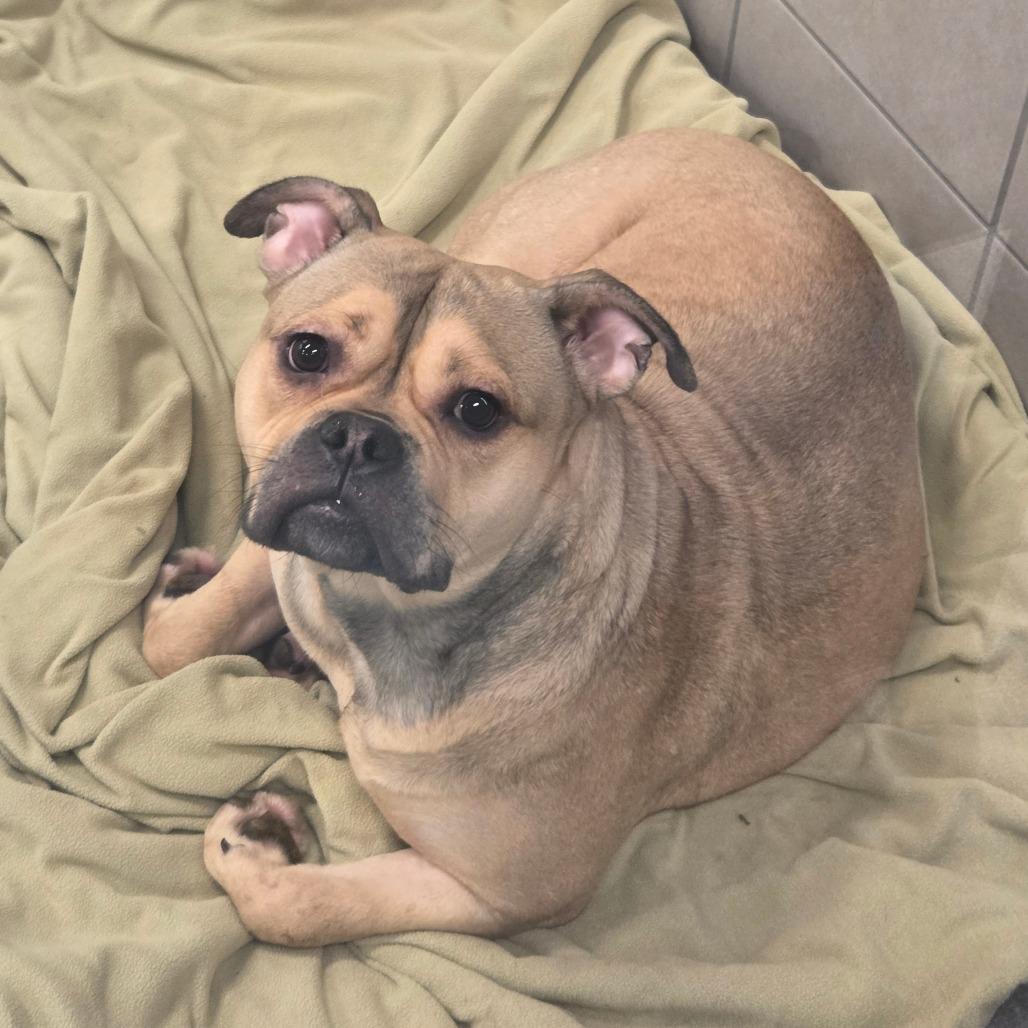 Enlarge Honey Bunny, a Adoptable Mixed Breed in Hinsdale, IL image 3/5