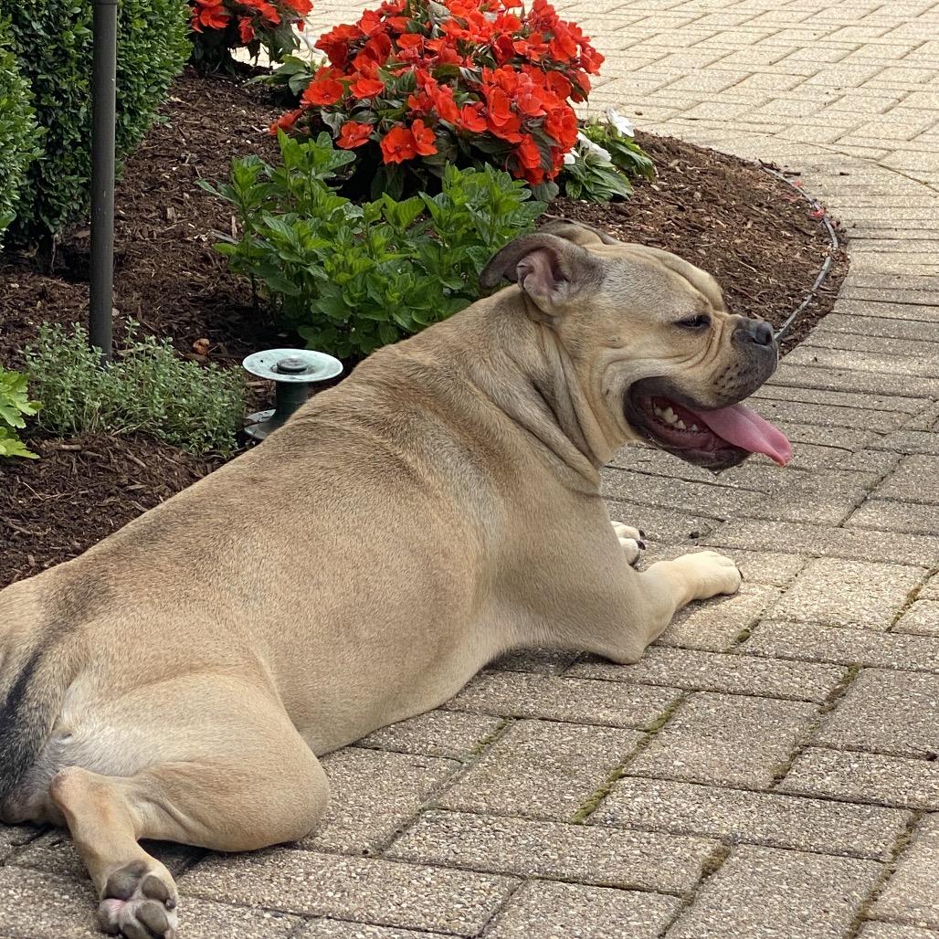 Honey Bunny, a Adoptable Mixed Breed in Hinsdale, IL image 4/5