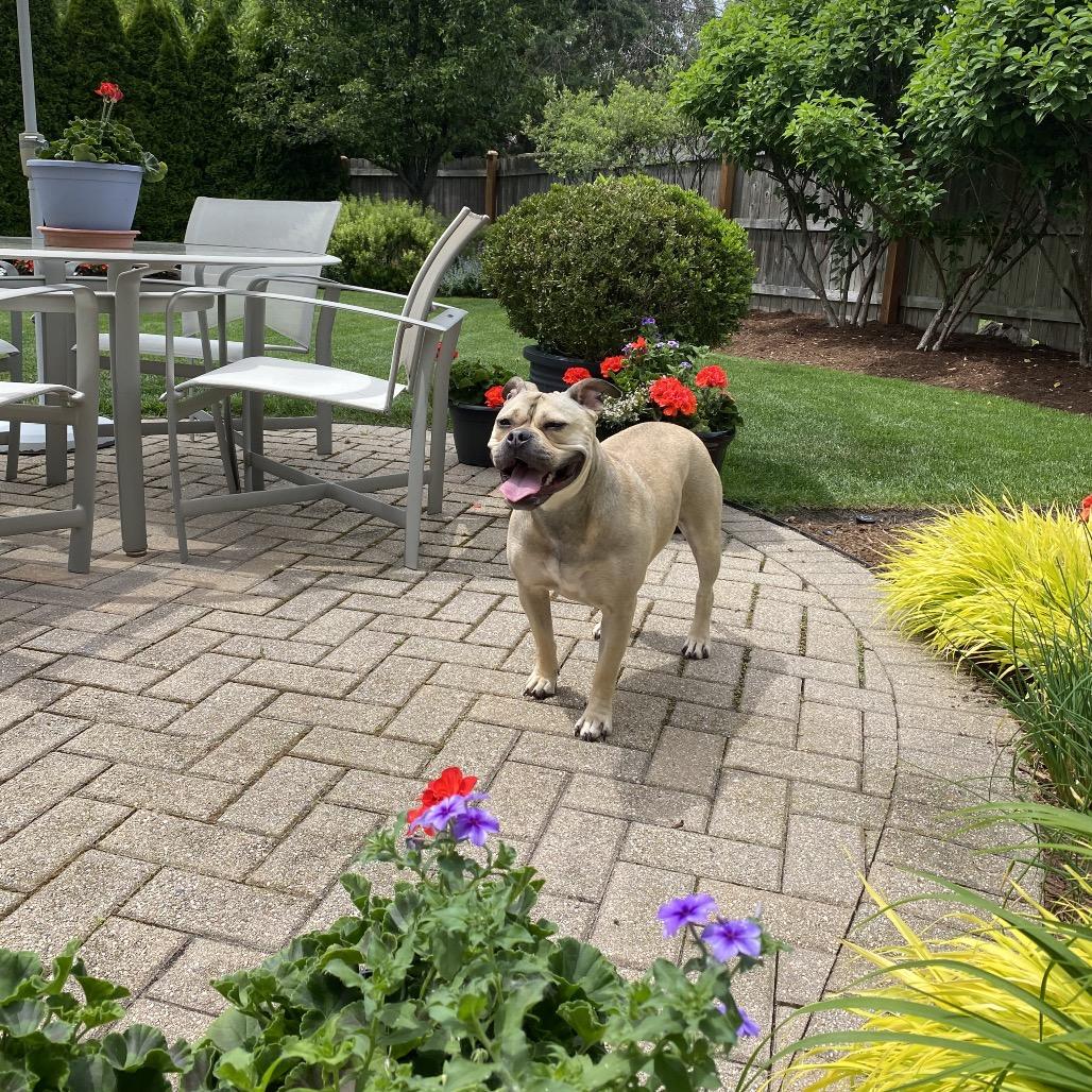 Honey Bunny, a Adoptable Mixed Breed in Hinsdale, IL image 5/5