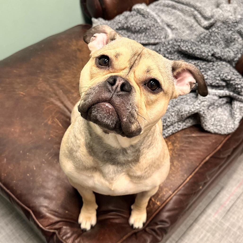 Enlarge Honey Bunny, a Adoptable Mixed Breed in Hinsdale, IL image 4/5