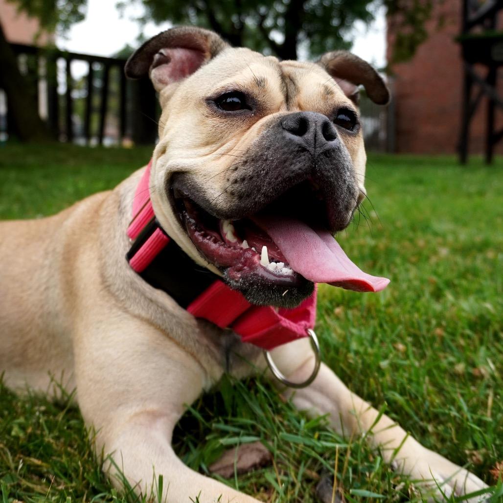 Honey Bunny, a Adoptable Mixed Breed in Hinsdale, IL image 6/6