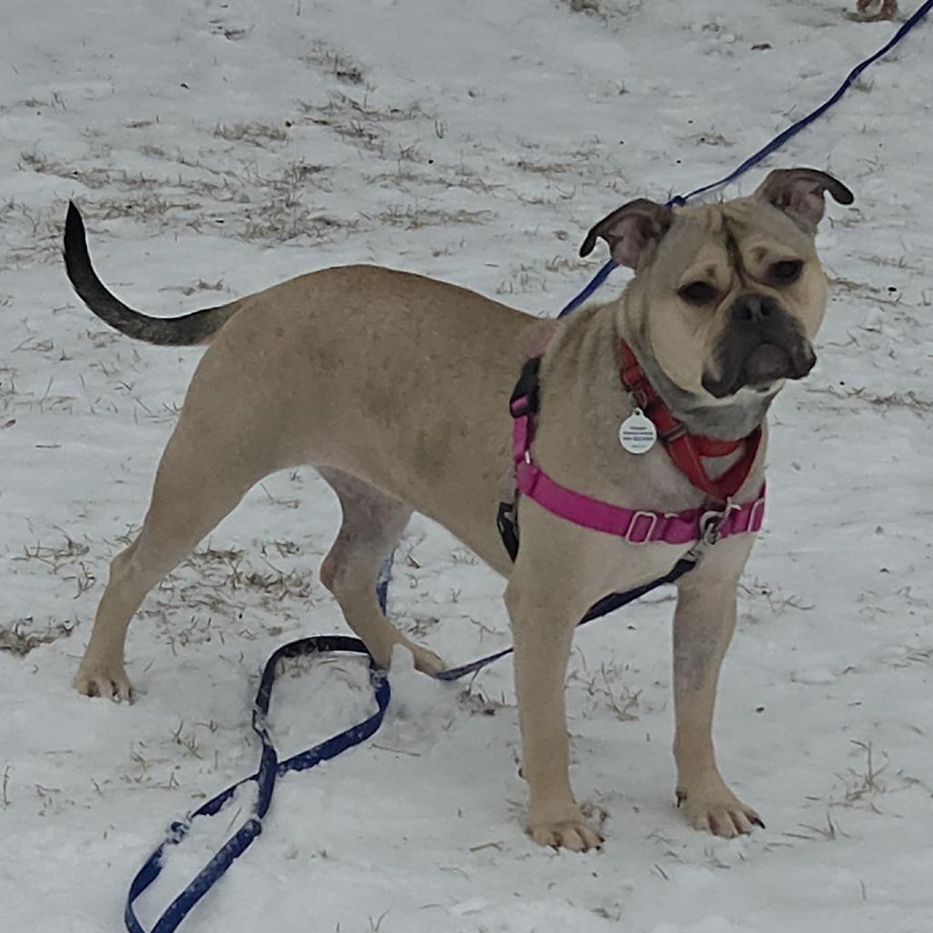 Enlarge Honey Bunny, a Adoptable Mixed Breed in Hinsdale, IL image 5/5