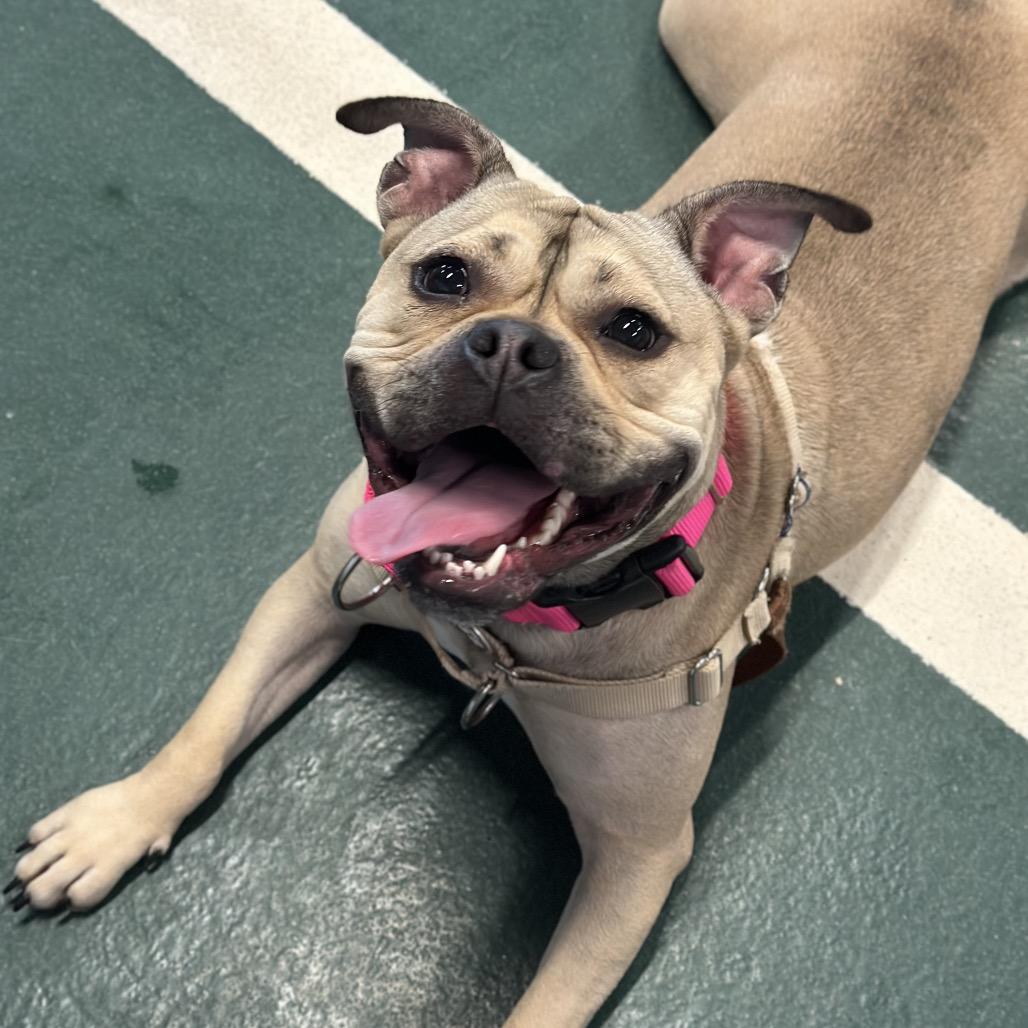 Enlarge Honey Bunny, a Adoptable Mixed Breed in Hinsdale, IL image 6/6