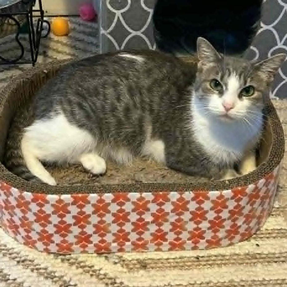Margot -Gentle Soul Seeking Safe Haven, a ADOPTABLE Domestic Short Hair in Rochester, NY image 2/2