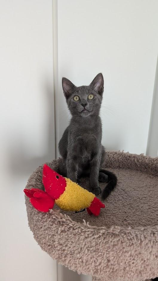 Opal - AUGUST ADOPTION SPECIAL