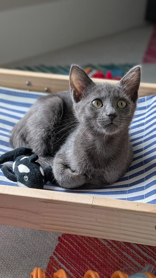 Opal - AUGUST ADOPTION SPECIAL