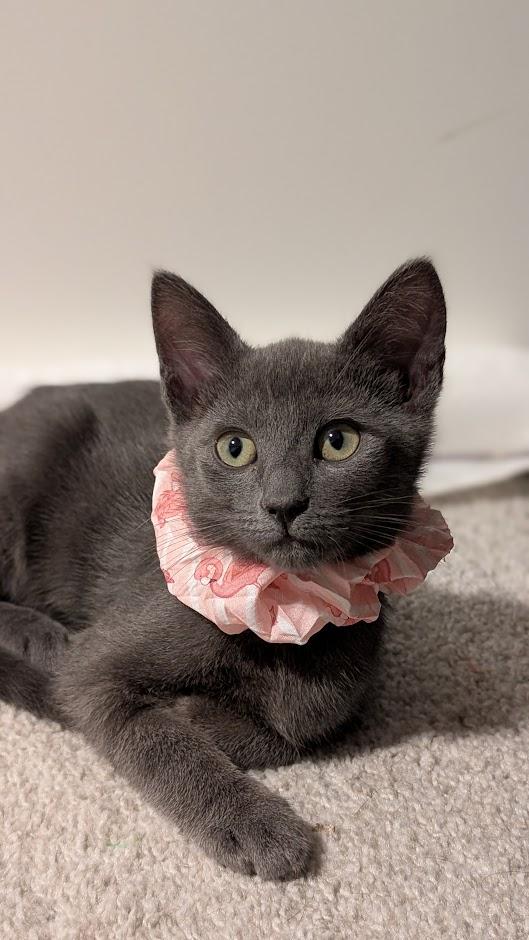 Opal - AUGUST ADOPTION SPECIAL