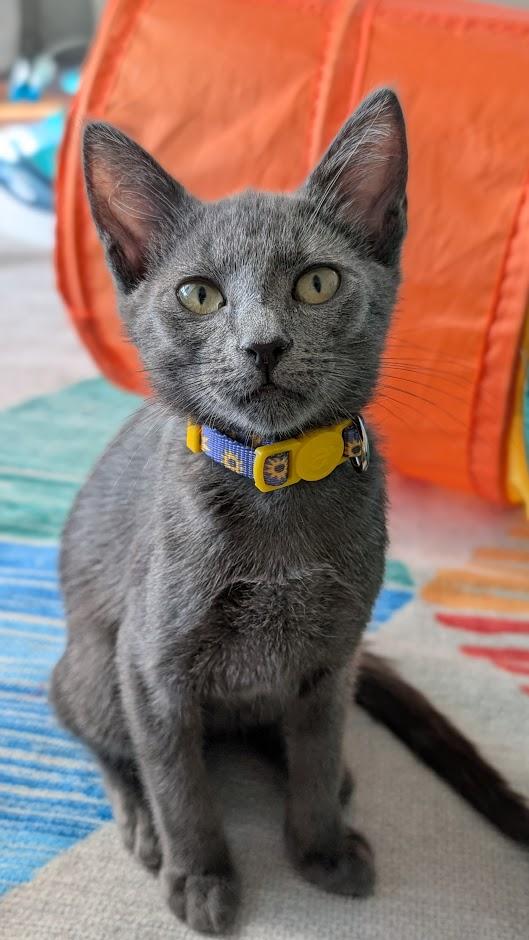 Opal - AUGUST ADOPTION SPECIAL