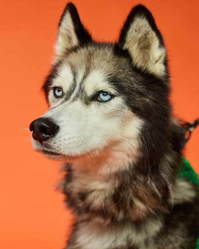 Enlarge SAINT, a Adoptable Husky in Pegram, TN image 2/6