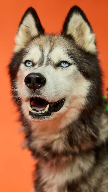 Enlarge SAINT, a Adoptable Husky in Pegram, TN image 1/6