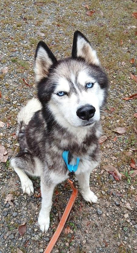 Enlarge SAINT, a Adoptable Husky in Pegram, TN image 4/6