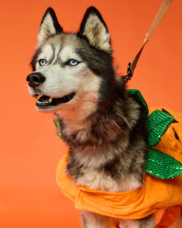 Enlarge SAINT, a Adoptable Husky in Pegram, TN image 3/6